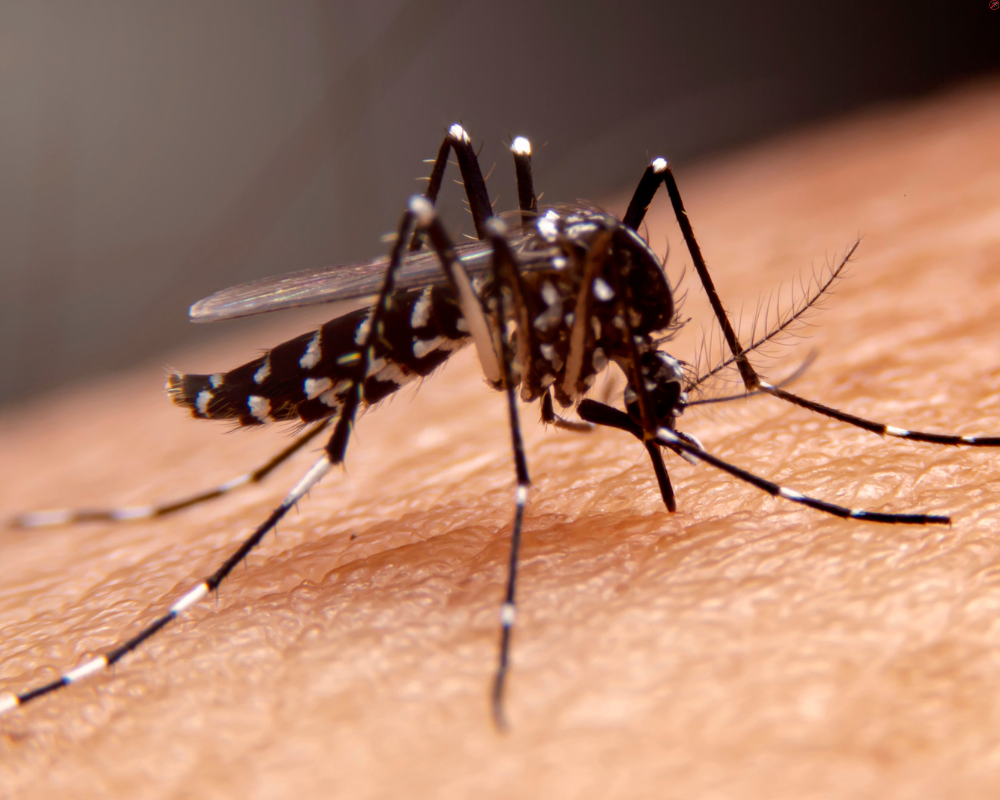 Muỗi Aedes aegypti