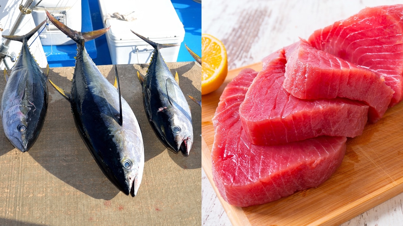 ca-ngu-giau-protein-hon-ca-hoi