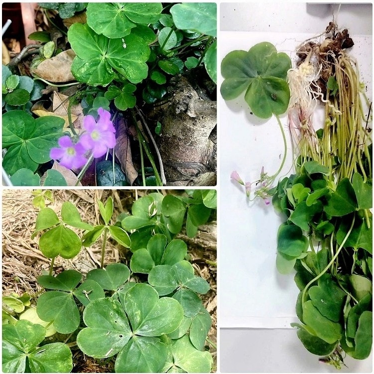 Phát hiện ca ngộ độc 'chưa từng có trong y văn'