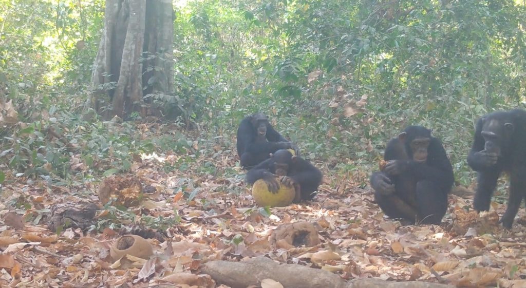 'Chén chú chén anh' phiên bản rừng xanh, loài linh trưởng đã biết nhậu từ xa xưa!