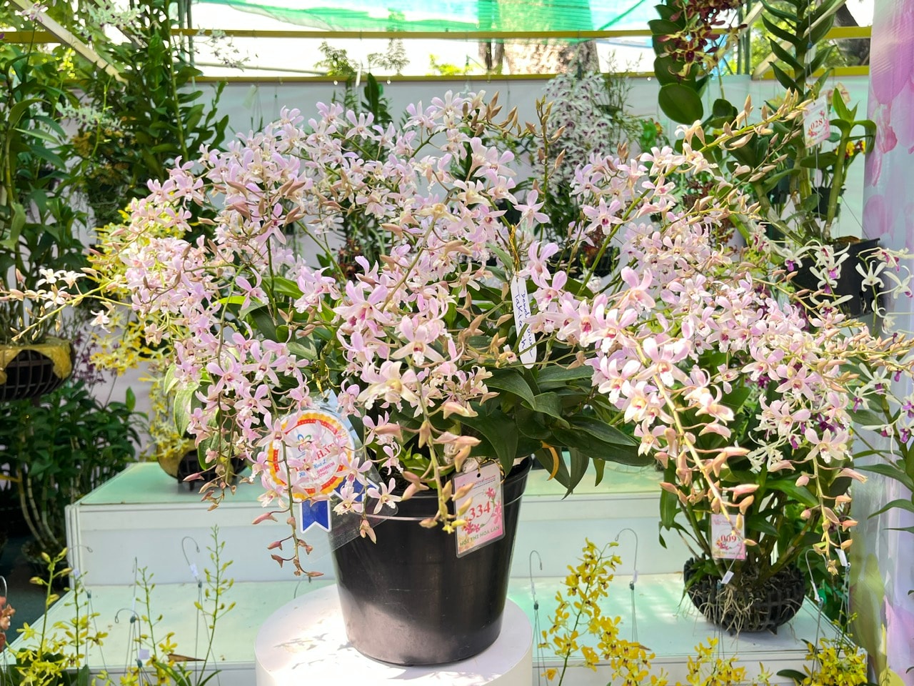 Lễ hội hoa lan hoành tráng nhất TP HCM: Có gì ở "Chuyến tàu đa sắc" năm nay? - Ảnh 10.