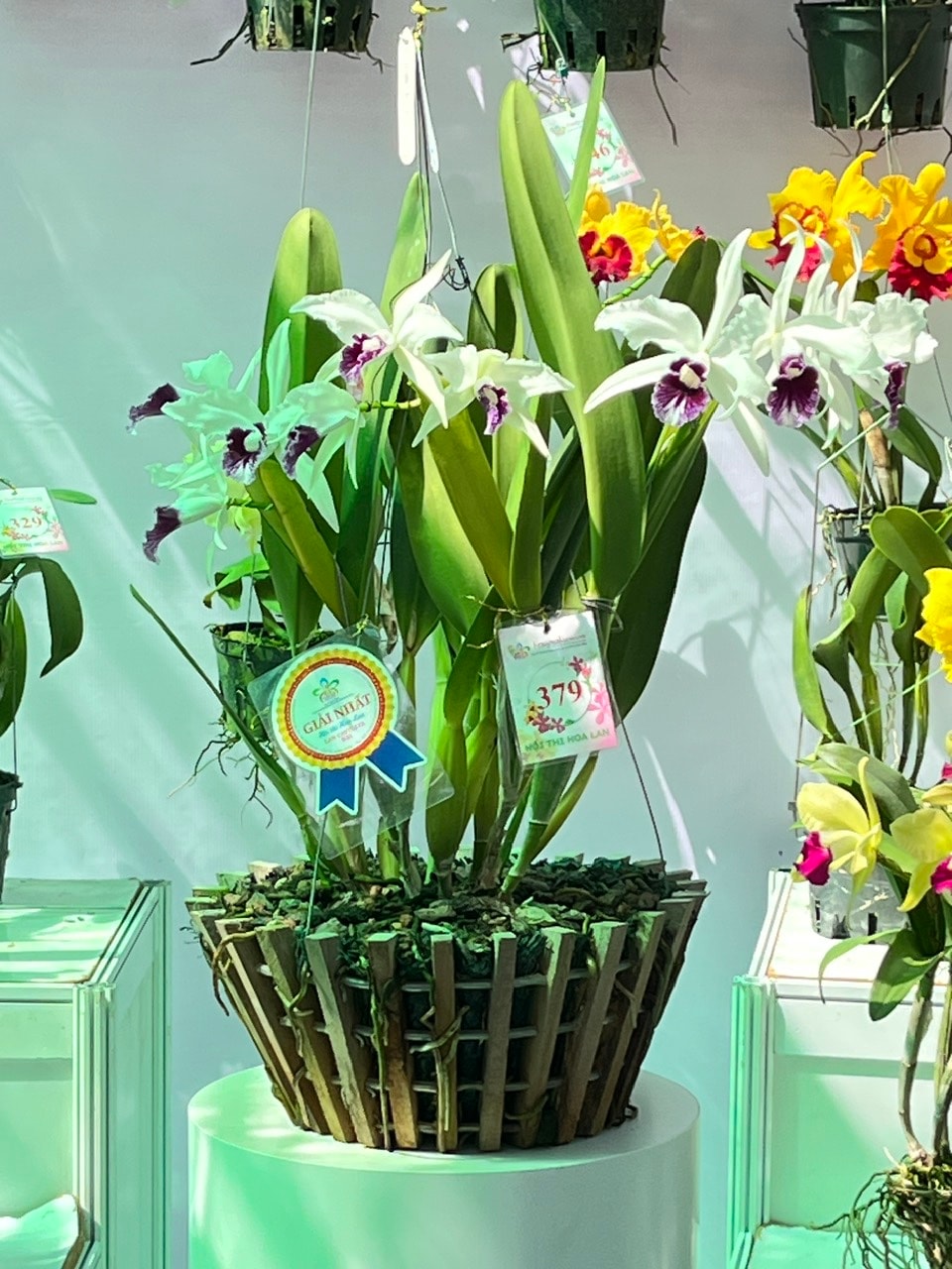 Lễ hội hoa lan hoành tráng nhất TP HCM: Có gì ở "Chuyến tàu đa sắc" năm nay? - Ảnh 11.
