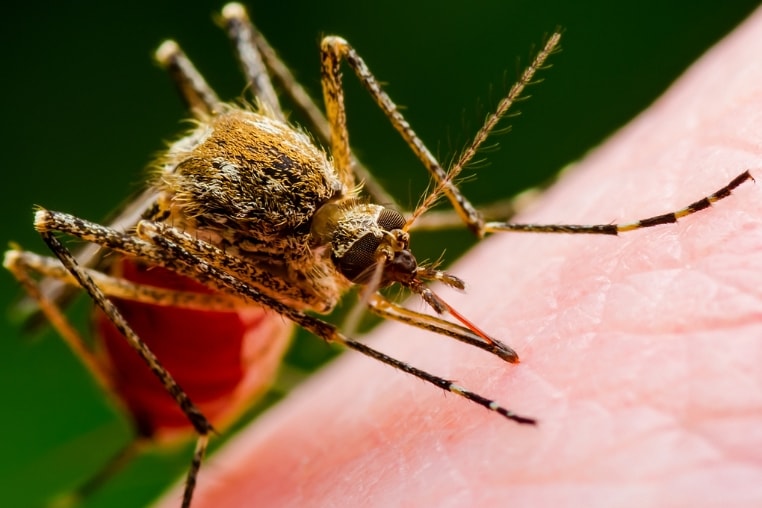 dengue-virus.jpg
