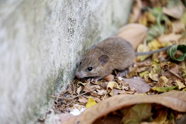 hantavirus-virus-tu-chuot.jpg