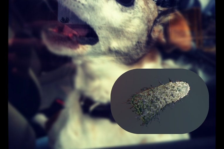 rabies-virus-dai.jpg