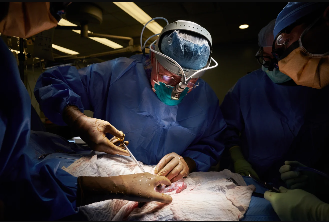 Tiến sĩ Robert Montgomery thực hiện ca ghép dị loại đầu tiên một quả thận không phải của con người được biến đổi gen vào một người tại NYU Langone Health