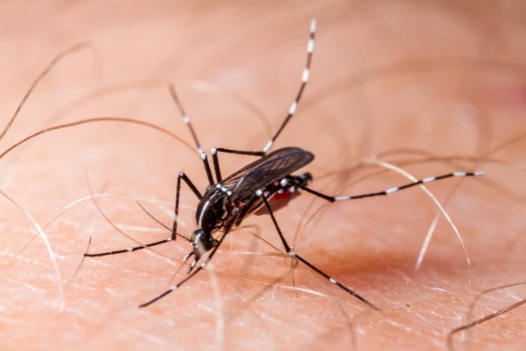 sot-xuat-huyet-dengue.jpg