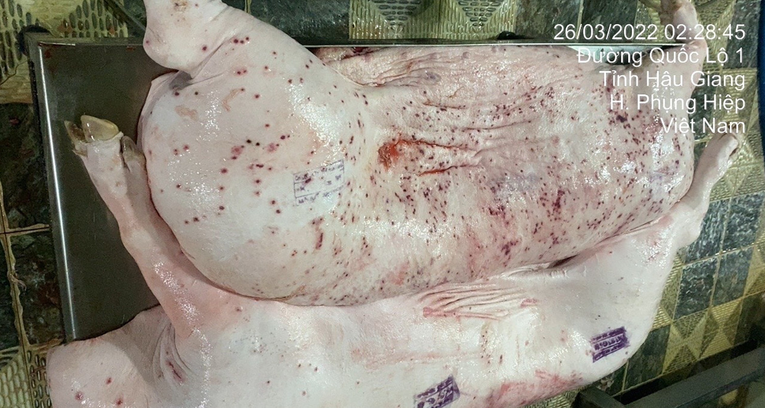 Thịt heo C.P Việt Nam