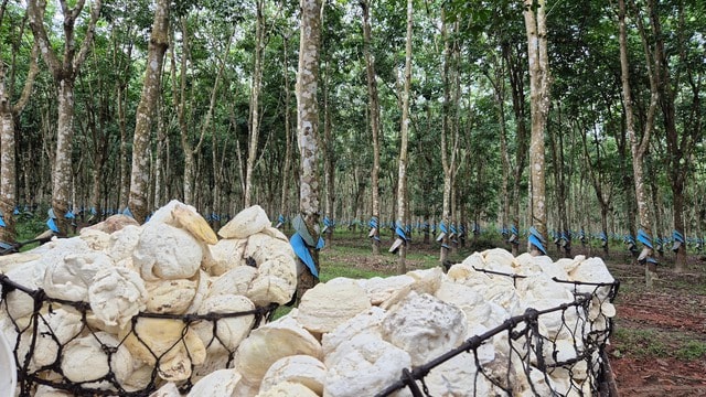 Lợi nhuận VRG tăng 31 , 5 % đạt 2 . 502 Tỉ đồng trong 6 tháng đầu năm 2025 - Ảnh 6.