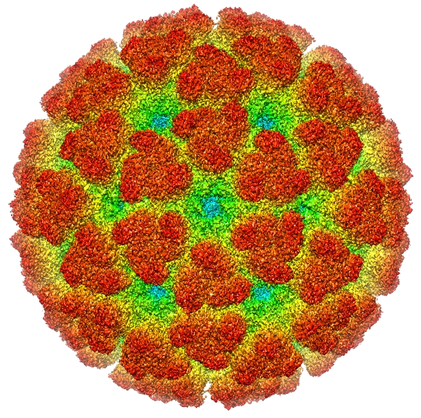  Tái tạo vi rút Chikungunya bằng kính hiển vi điện tử lạnh