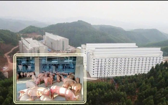 Bộ Nông nghiệp và Môi trường triển khai mô hình chung cư nuôi heo - Ảnh 1.