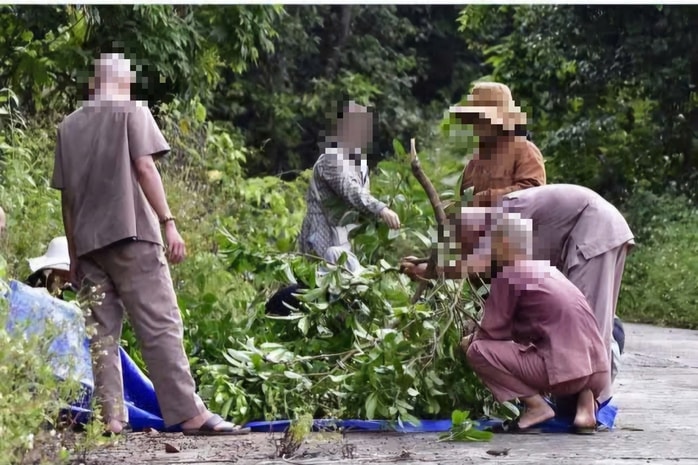 Lên bán đảo Sơn Trà bẻ cành hái quả chòi mòi, một người bị phạt trên 1,2 triệu đồng - Ảnh 1.