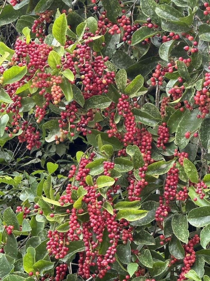 Lên bán đảo Sơn Trà bẻ cành hái quả chòi mòi, một người bị phạt trên 1,2 triệu đồng - Ảnh 2.