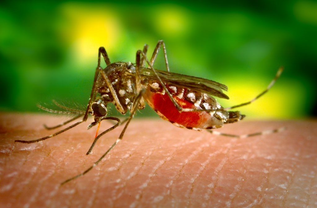Chikungunya