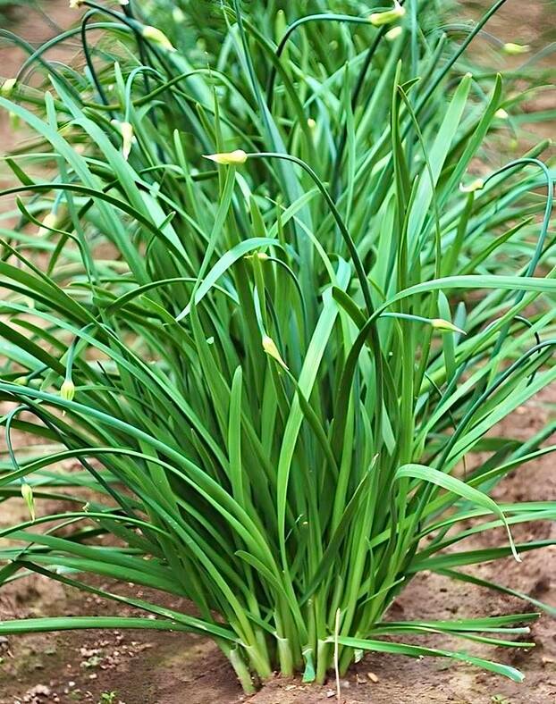 Lá hẹ - Loại rau nhỏ mà có võ, hỗ trợ phòng chống ung thư, tốt cho sức khỏe - Ảnh 2.