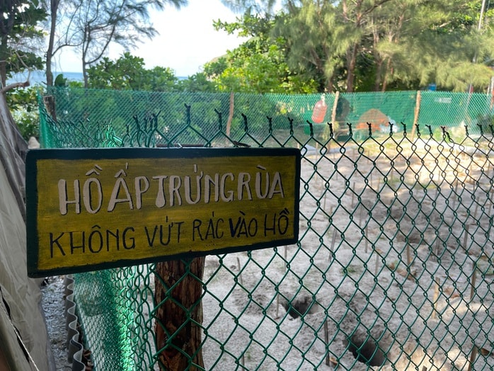 Xem rùa biển đẻ trứng và thả rùa con về biển tại Côn Đảo- Ảnh 4. Xem rùa biển đẻ trứng và thả rùa con về biển tại Côn Đảo- Ảnh 4.
