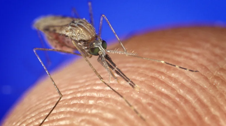 Anopheles gambiae