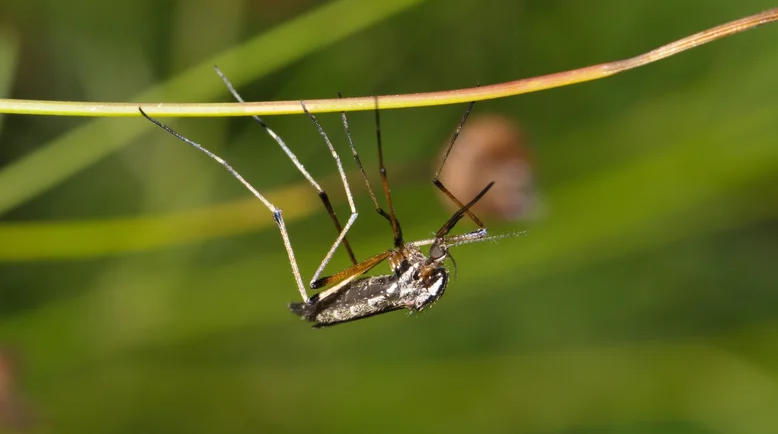 Psorophora ciliata (muỗi khổng lồ)