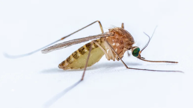Culex pipiens (muỗi nhà phổ biến)