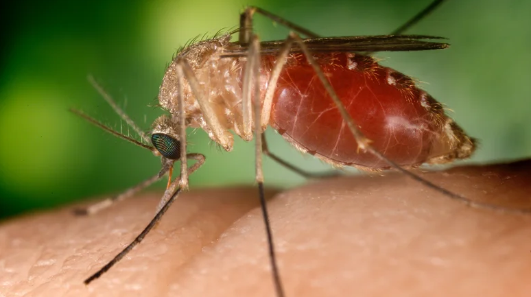 Culex quinquefasciatus (muỗi nhà phương Nam)