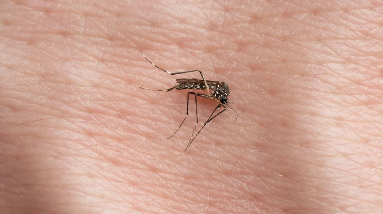 Anopheles funestus
