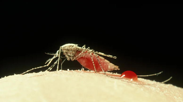 Anopheles stephensi