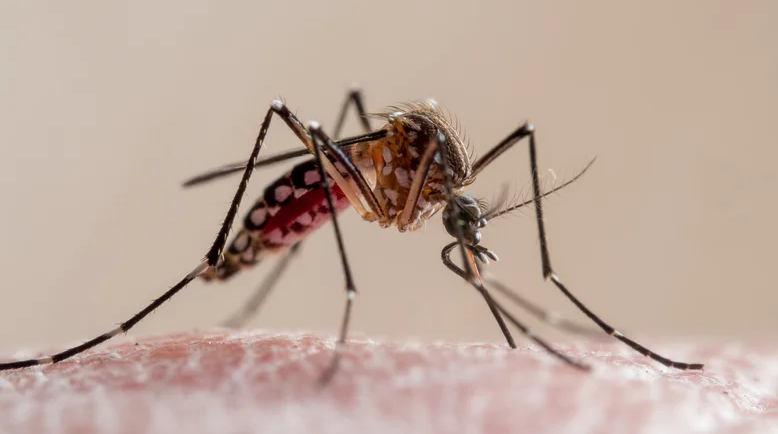 Aedes aegypti (muỗi vằn Ai Cập)