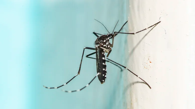 Aedes albopictus (muỗi vằn châu Á)