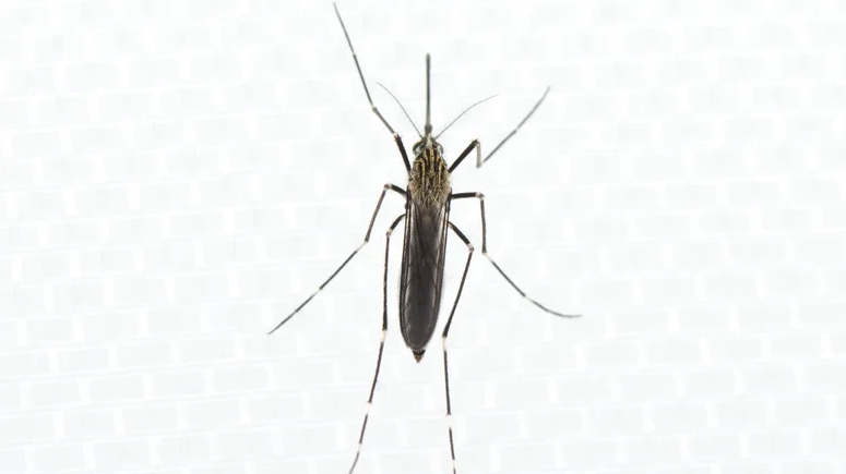 Aedes japonicus (muỗi bụi Nhật Bản)