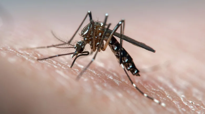 Aedes polynesiensis