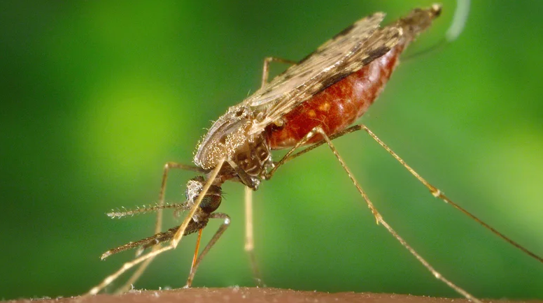 Anopheles quadrimaculatus