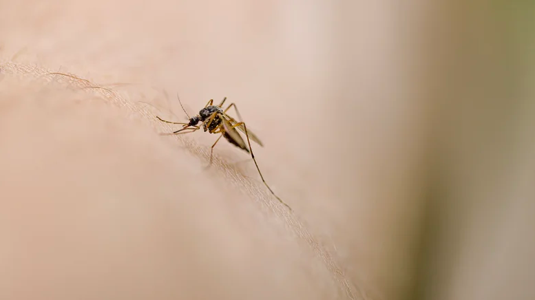 Aedes taeniorhynchus (muỗi đầm lầy nước mặn đen)