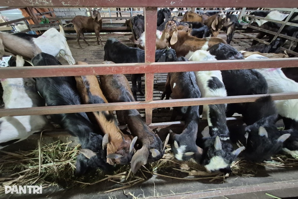 Cả thôn thu nhập cao nhờ nuôi “kho thuốc bổ biết đi” - 2