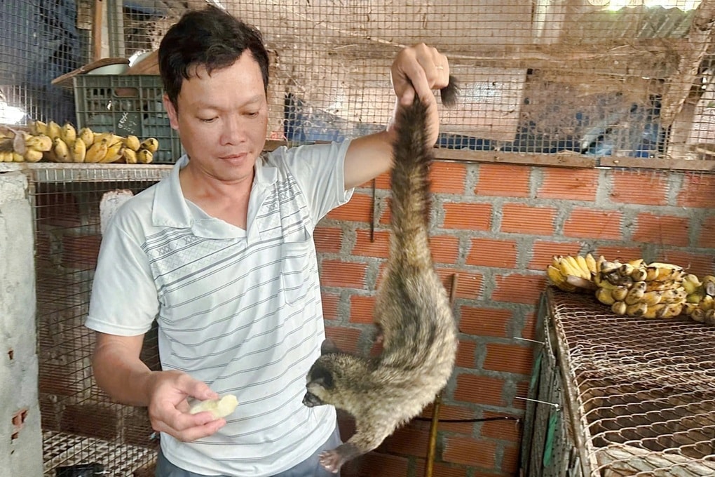 Cử nhân bỏ việc phòng lạnh về quê nuôi chồn, bỏ túi trăm triệu mỗi năm - 1