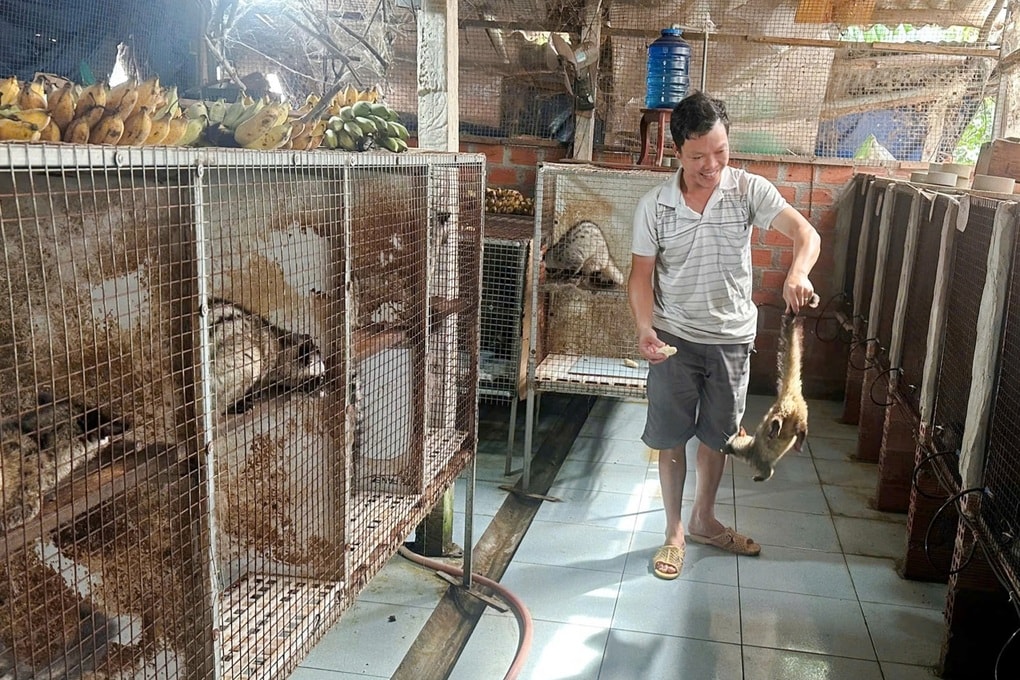Cử nhân bỏ việc phòng lạnh về quê nuôi chồn, bỏ túi trăm triệu mỗi năm - 2
