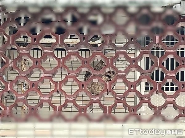 Dọn dẹp ban công, người phụ nữ bị "sinh vật lạ" tấn công phải nhập viện- Ảnh 1. Dọn dẹp ban công, người phụ nữ bị "sinh vật lạ" tấn công phải nhập viện- Ảnh 1.