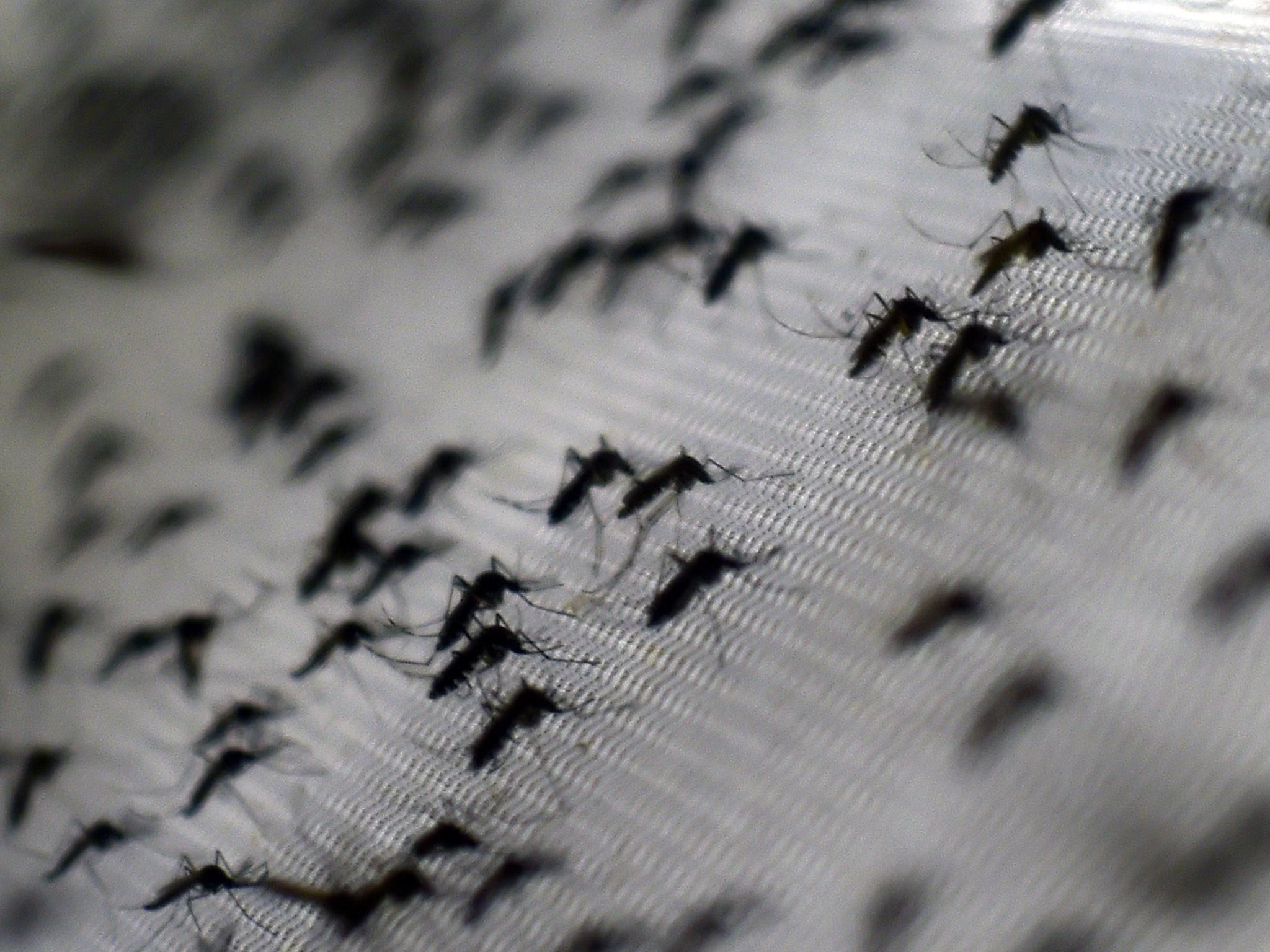 Chikungunya