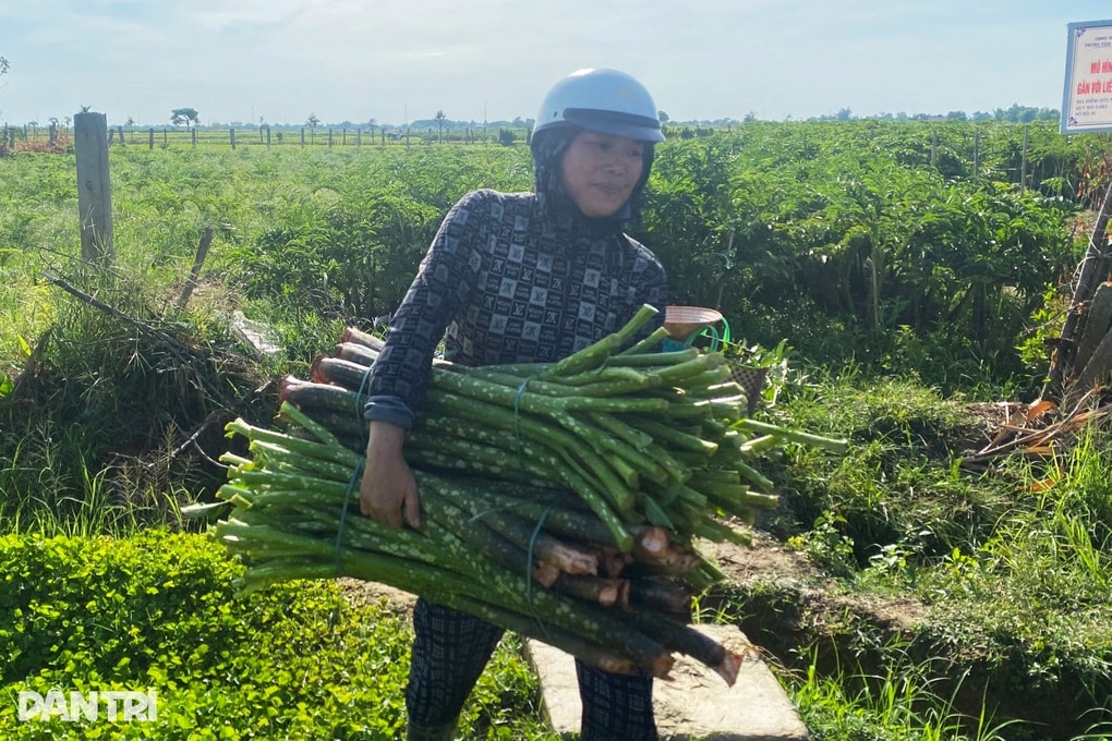 Thu hàng trăm triệu đồng nhờ loại cây đặc sản dễ trồng nhưng “khó tính” - 3 Thu hàng trăm triệu đồng nhờ loại cây đặc sản dễ trồng nhưng “khó tính” - 3