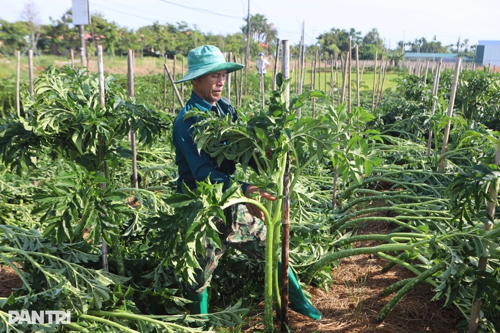 Thu hàng trăm triệu đồng nhờ loại cây đặc sản dễ trồng nhưng “khó tính” - 2 Thu hàng trăm triệu đồng nhờ loại cây đặc sản dễ trồng nhưng “khó tính” - 2