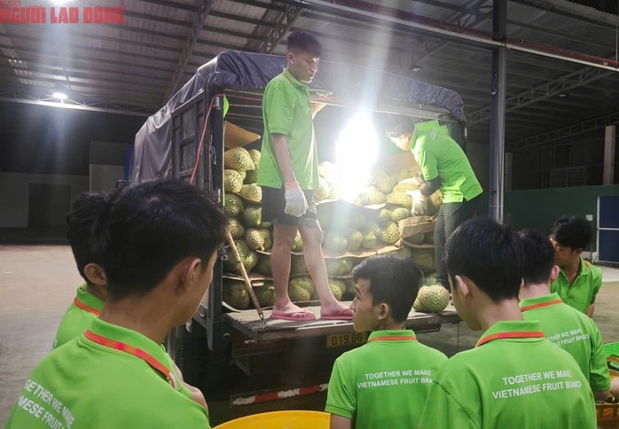 Các vựa sầu riêng thu mua xuyên lễ 2-9- Ảnh 3.
