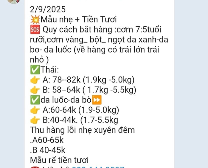 Các vựa sầu riêng thu mua xuyên lễ 2-9- Ảnh 2.