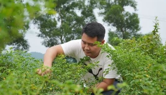 Loại quả đắt đỏ bậc nhất thế giới, 900 triệu đồng/kg, ở Việt Nam có người trồng thành công - Ảnh 4.