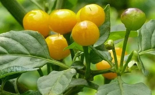 Loại quả đắt đỏ bậc nhất thế giới, 900 triệu đồng/kg, ở Việt Nam có người trồng thành công - Ảnh 2.