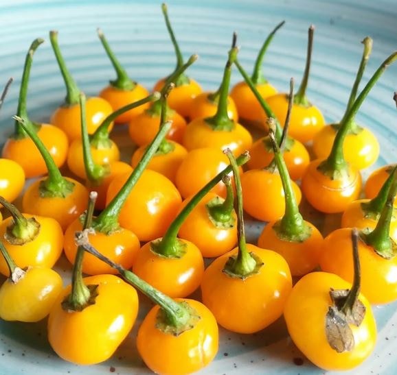 Loại quả đắt đỏ bậc nhất thế giới, 900 triệu đồng/kg, ở Việt Nam có người trồng thành công - Ảnh 3.