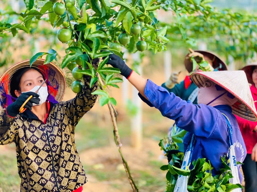 Điện Biên đặt mục tiêu giảm tỷ lệ hộ nghèo còn 18,9% - 1