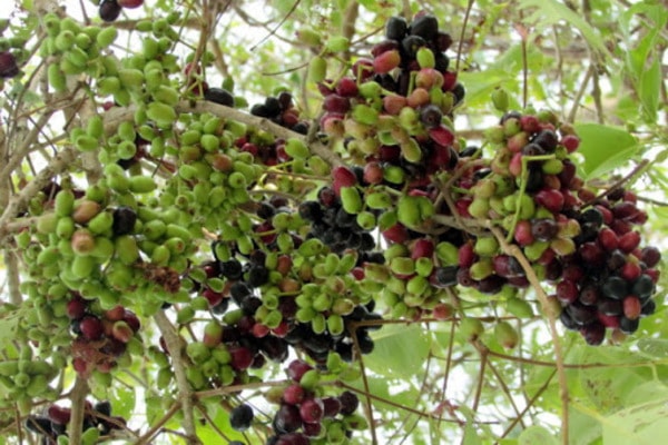 Loại cây dại mọc bờ rào Việt Nam, nay "trời tây" bán nửa triệu/kg - Ảnh 1.