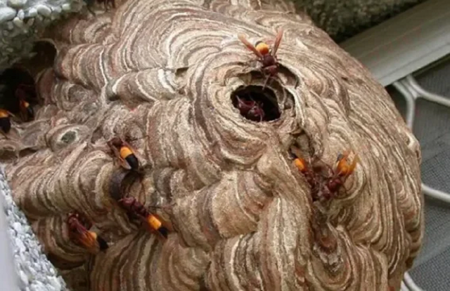 Nghe thấy tiếng kêu, gia đình chạy vào thì thấy cảnh đáng sợ - Ảnh 2.