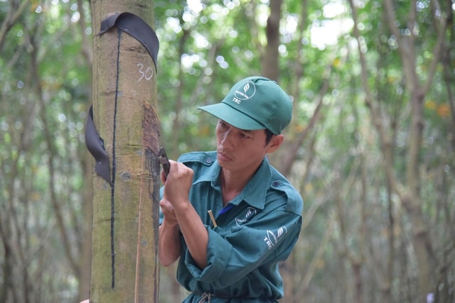 VRG tiên phong chứng nhận cao su phát thải thấp và đáp ứng EUDR - Ảnh 2. VRG tiên phong chứng nhận cao su phát thải thấp và đáp ứng EUDR - Ảnh 2.