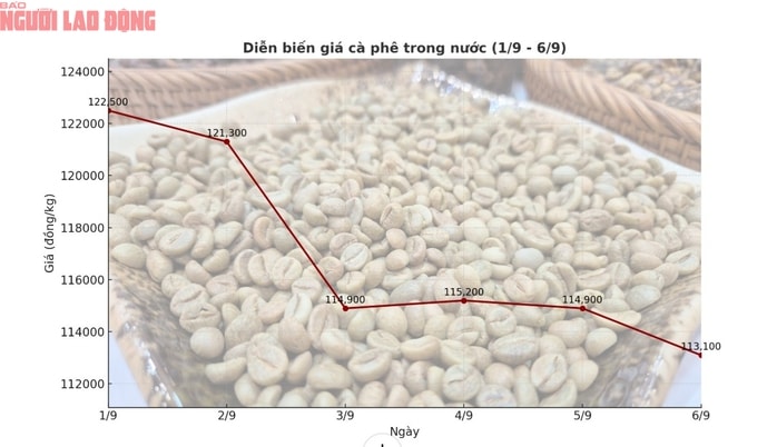 Giá cà phê hôm nay 7-9: Tuần buồn của người giữ cà phê- Ảnh 2.