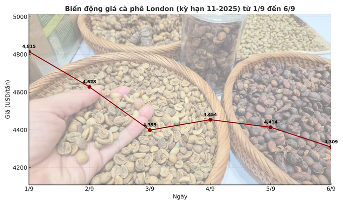 Giá cà phê hôm nay 7-9: Tuần buồn của người giữ cà phê- Ảnh 3.